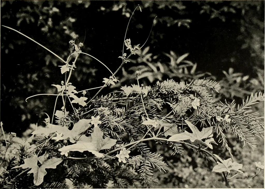 An illustration from Flowers and plants for designers and schools, 1907, leaf 143