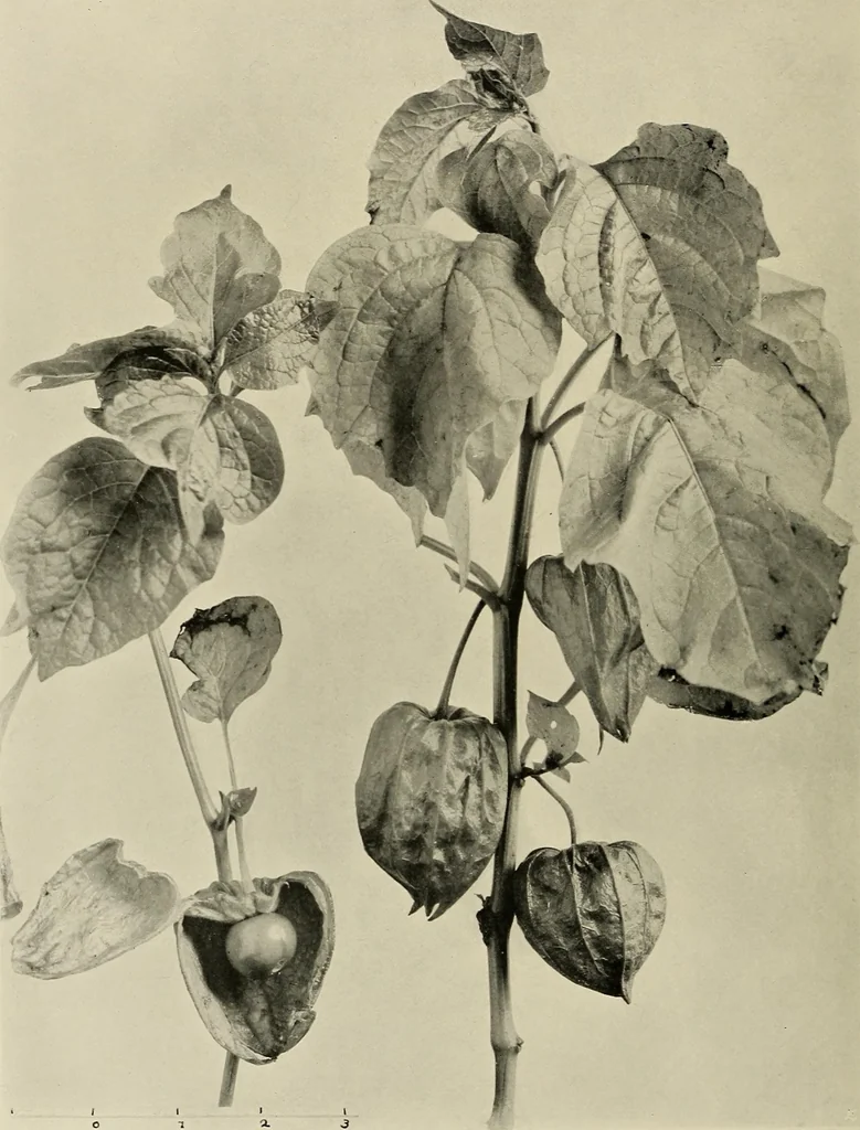 An illustration from Flowers and plants for designers and schools, 1907, leaf 144
