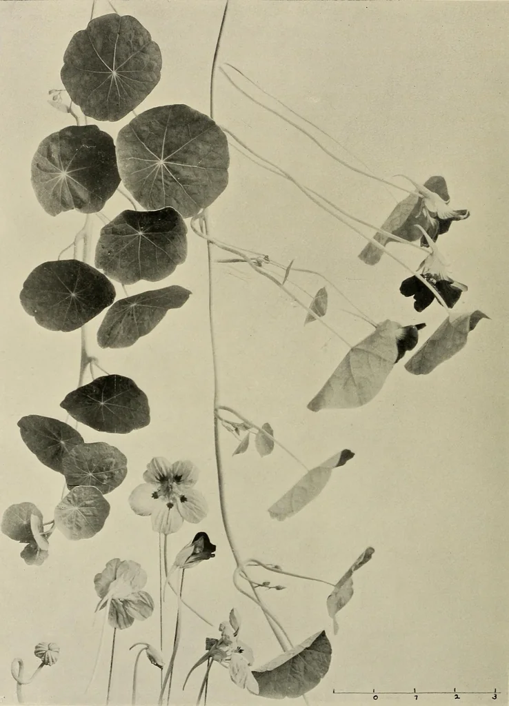 An illustration from Flowers and plants for designers and schools, 1907, leaf 150