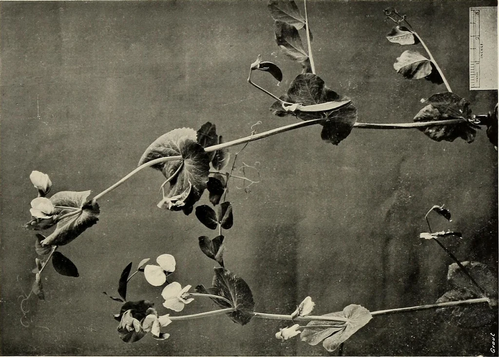 An illustration from Flowers and plants for designers and schools, 1907, leaf 153