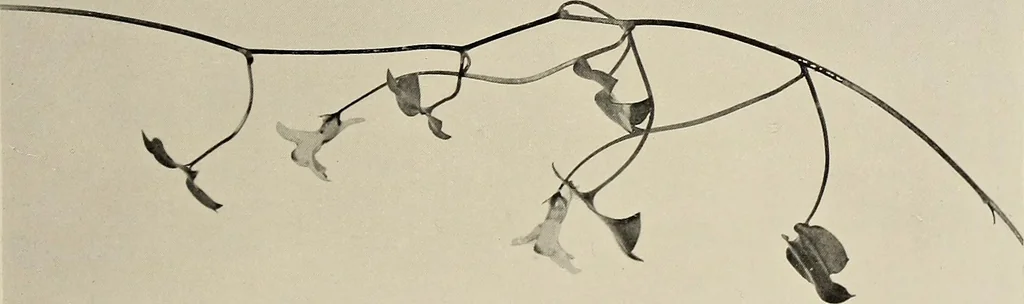 An illustration from Flowers and plants for designers and schools, 1907, leaf 153