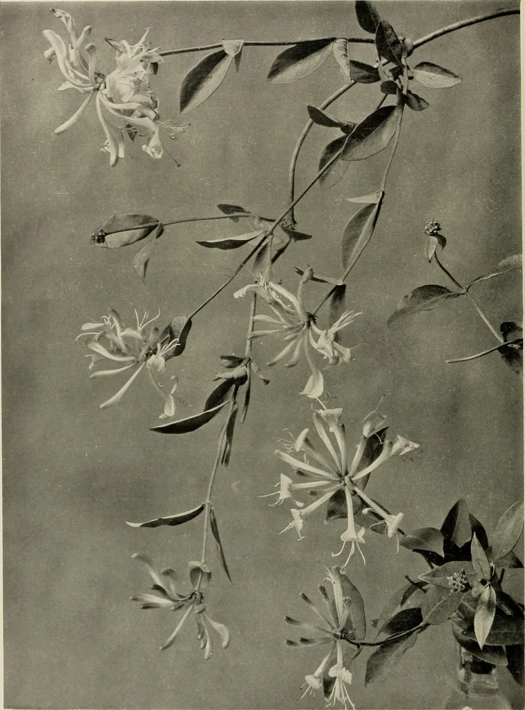 An illustration from Flowers and plants for designers and schools, 1907, leaf 156