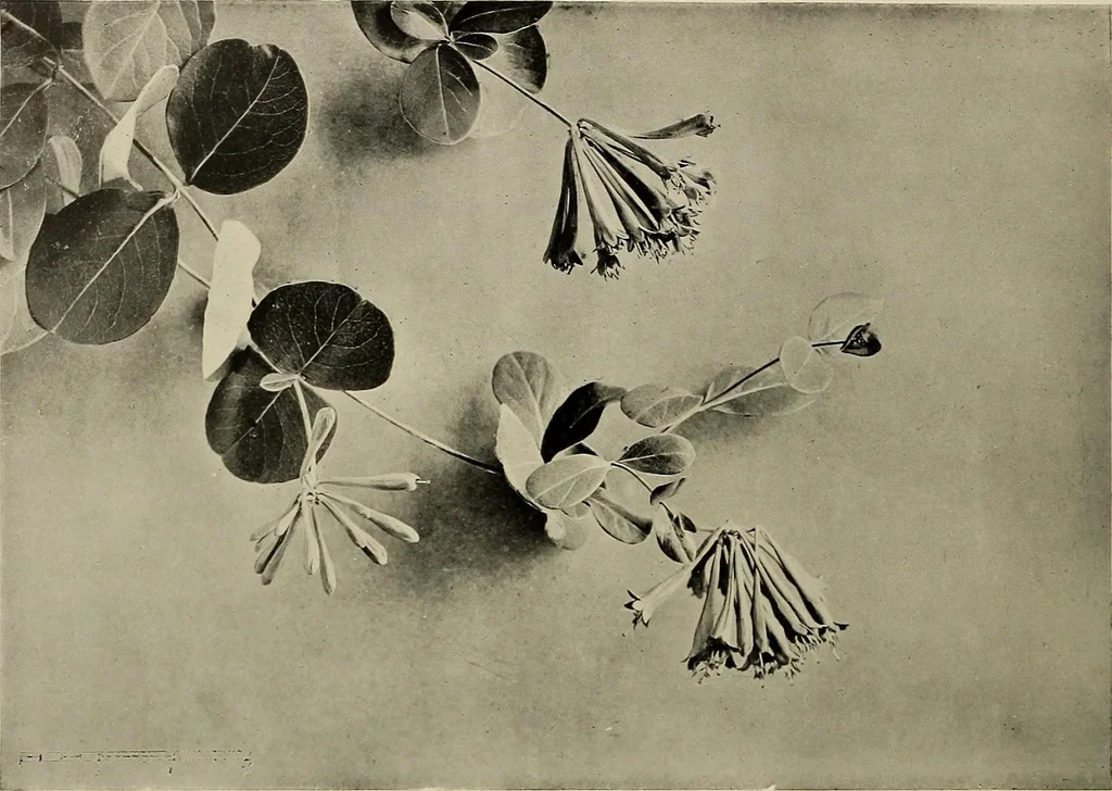 An illustration from Flowers and plants for designers and schools, 1907, leaf 158