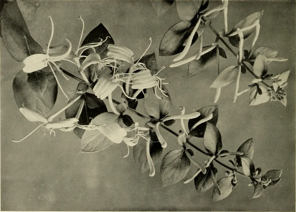 An illustration from Flowers and plants for designers and schools, 1907, leaf 158