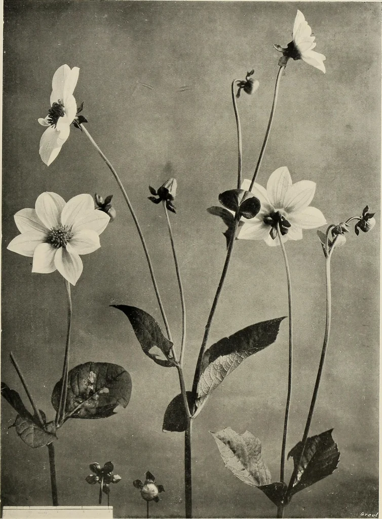 An illustration from Flowers and plants for designers and schools, 1907, leaf 161