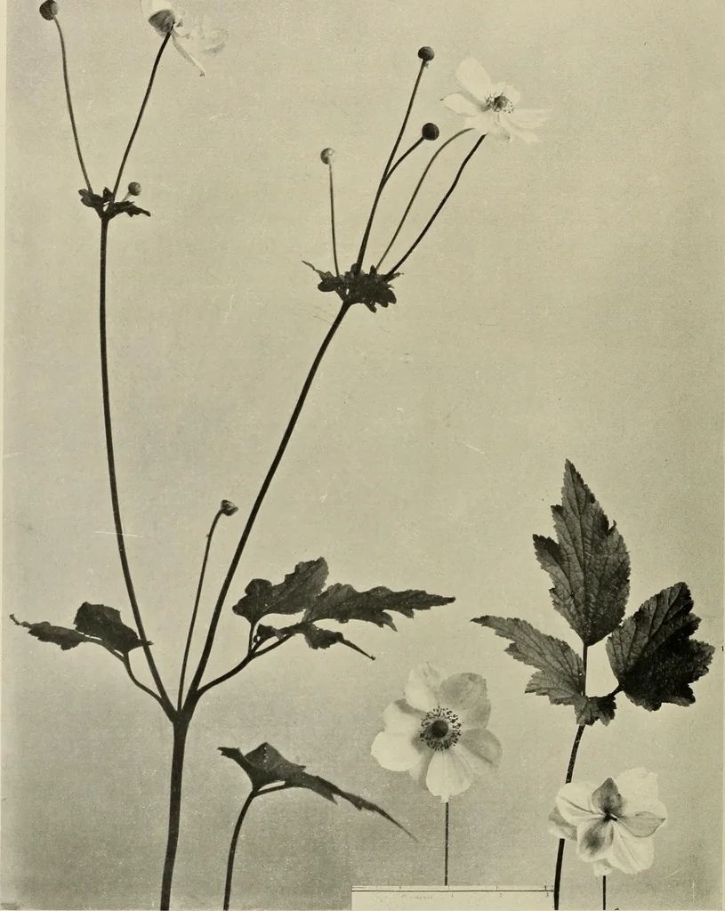 An illustration from Flowers and plants for designers and schools, 1907, leaf 164