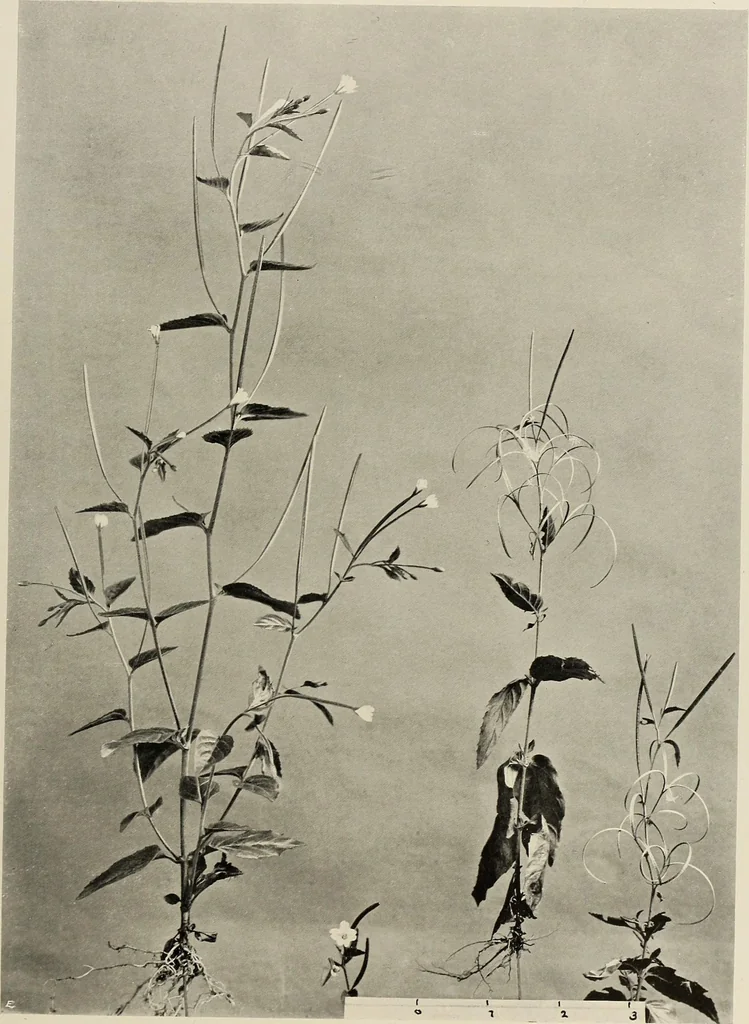 An illustration from Flowers and plants for designers and schools, 1907, leaf 167