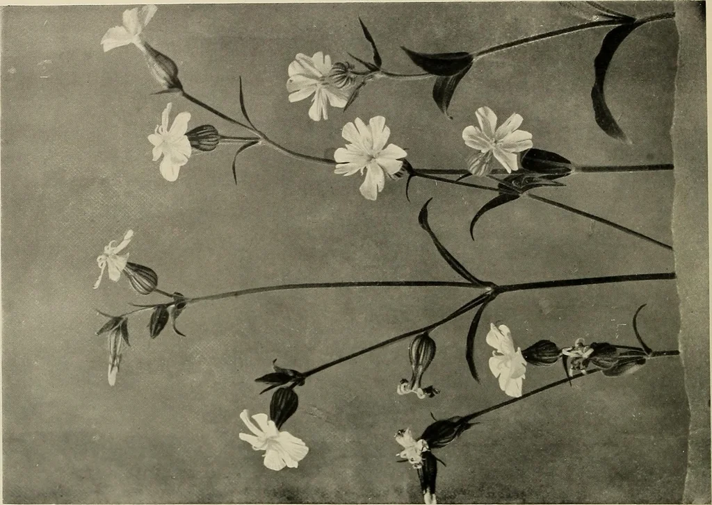 An illustration from Flowers and plants for designers and schools, 1907, leaf 170