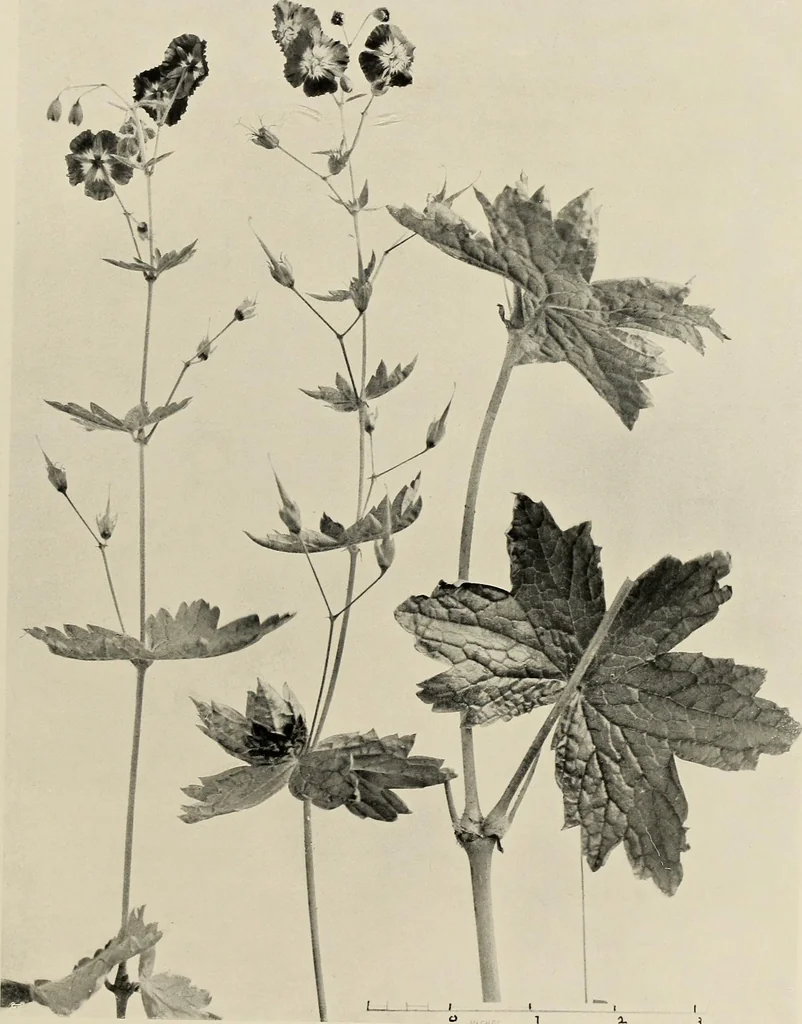 An illustration from Flowers and plants for designers and schools, 1907, leaf 173