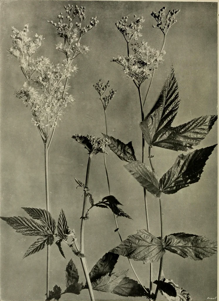 An illustration from Flowers and plants for designers and schools, 1907, leaf 176