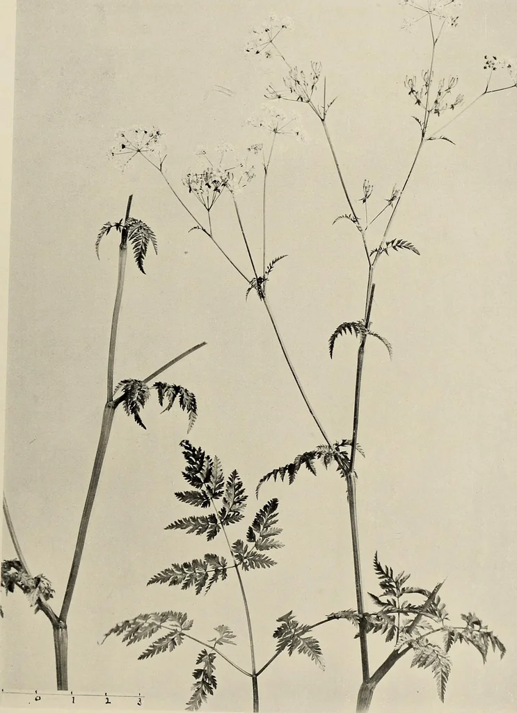 An illustration from Flowers and plants for designers and schools, 1907, leaf 179