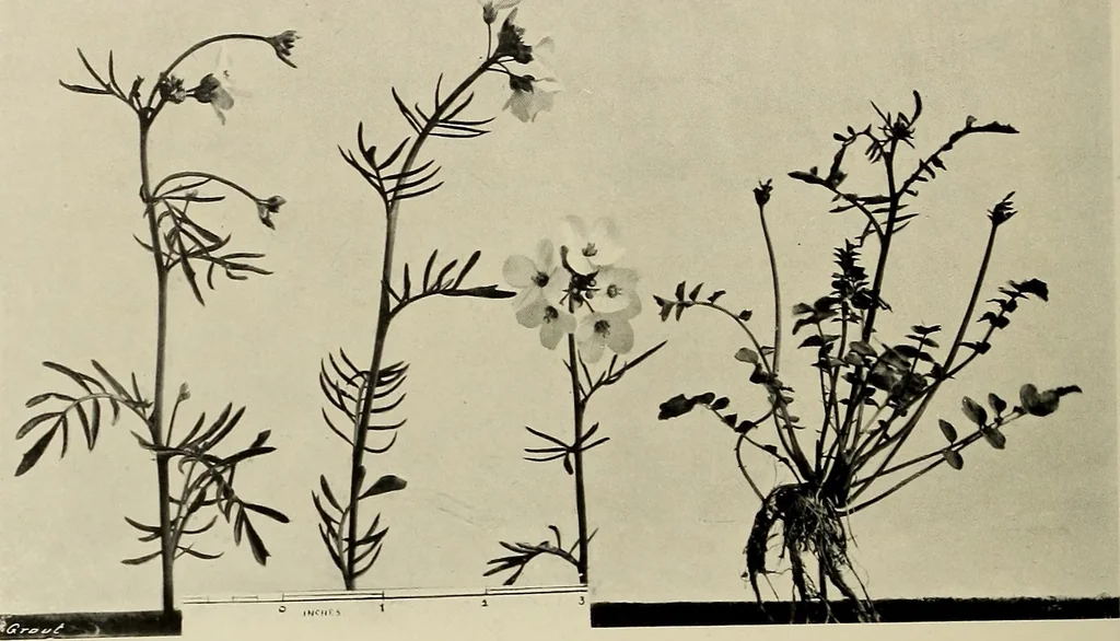 An illustration from Flowers and plants for designers and schools, 1907, leaf 182