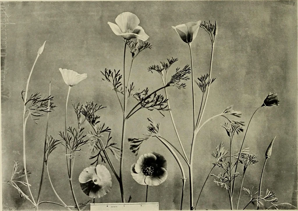 An illustration from Flowers and plants for designers and schools, 1907, leaf 182