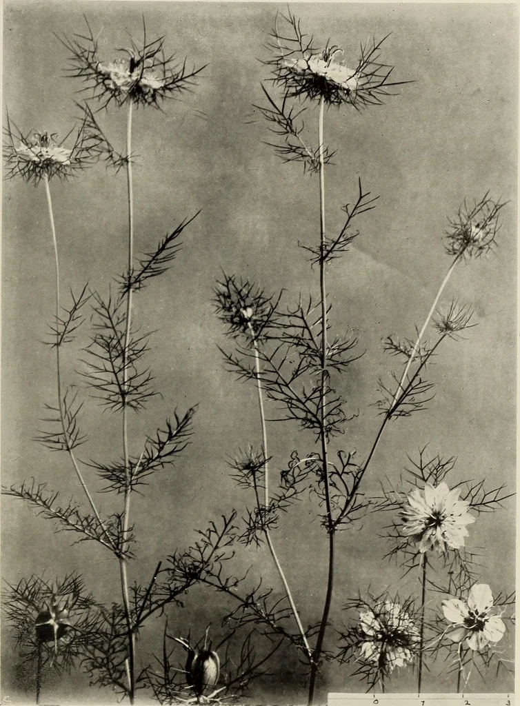 An illustration from Flowers and plants for designers and schools, 1907, leaf 185