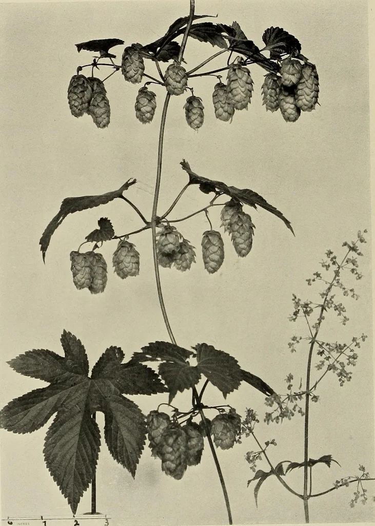 An illustration from Flowers and plants for designers and schools, 1907, leaf 190