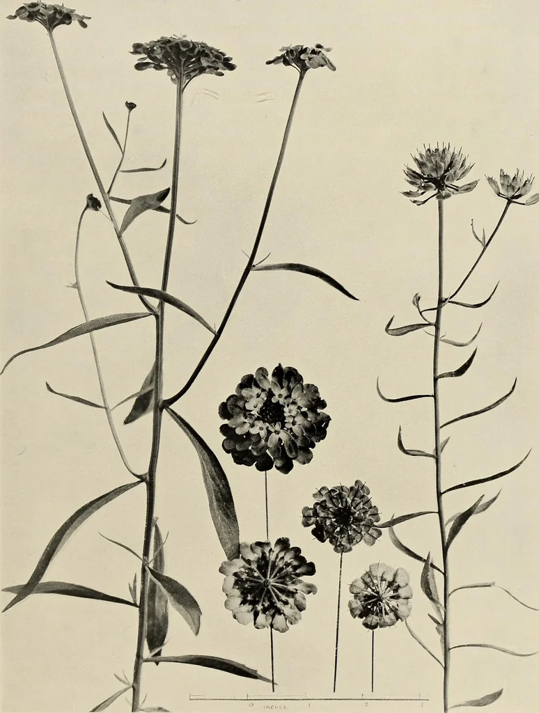 An illustration from Flowers and plants for designers and schools, 1907, leaf 193