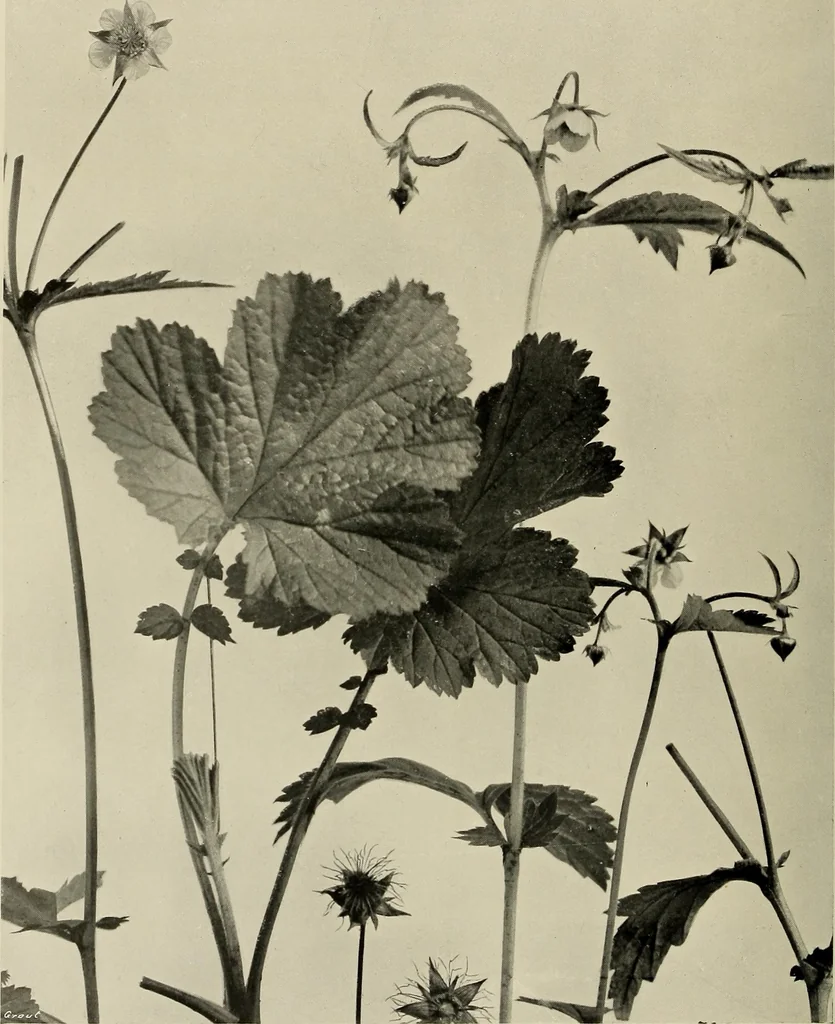 An illustration from Flowers and plants for designers and schools, 1907, leaf 196
