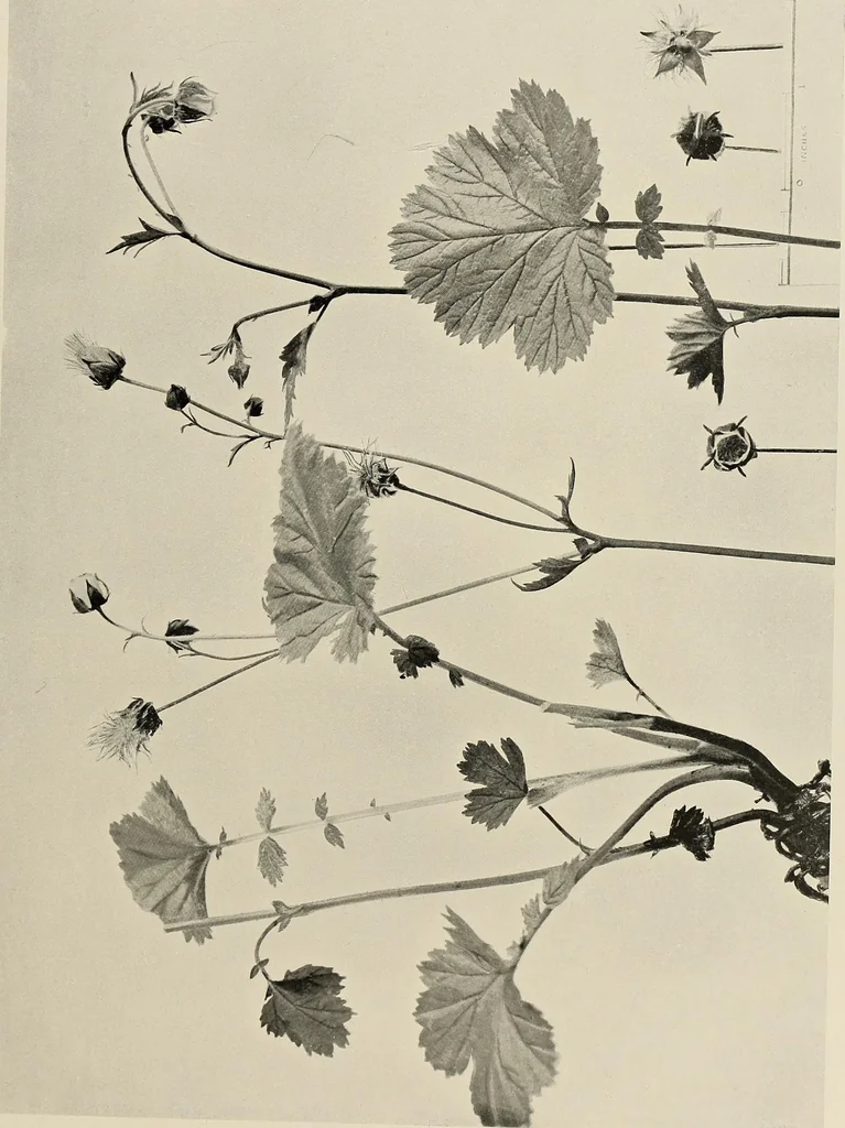 An illustration from Flowers and plants for designers and schools, 1907, leaf 199