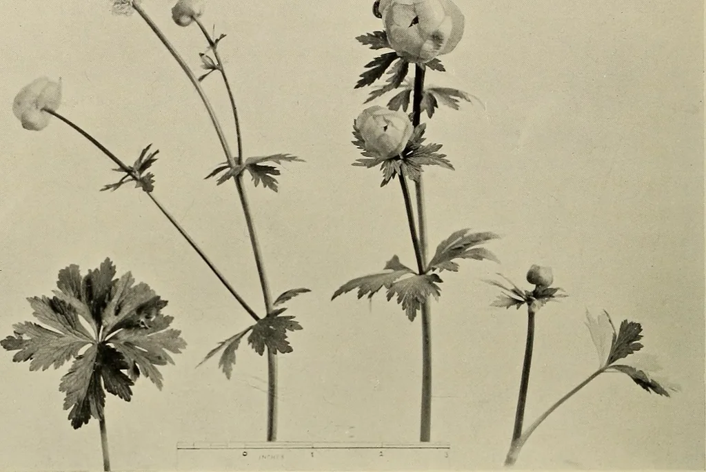 An illustration from Flowers and plants for designers and schools, 1907, leaf 202
