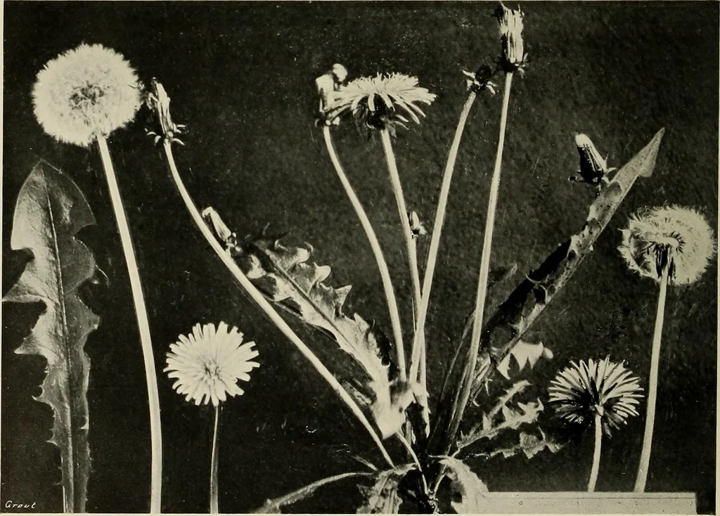 An illustration from Flowers and plants for designers and schools, 1907, leaf 202
