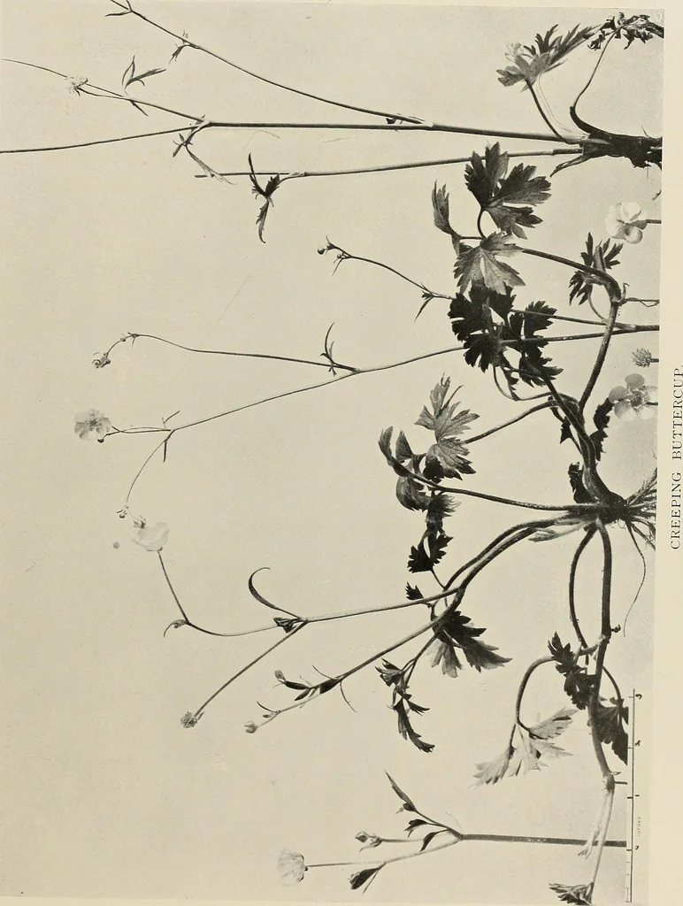 An illustration from Flowers and plants for designers and schools, 1907, leaf 205