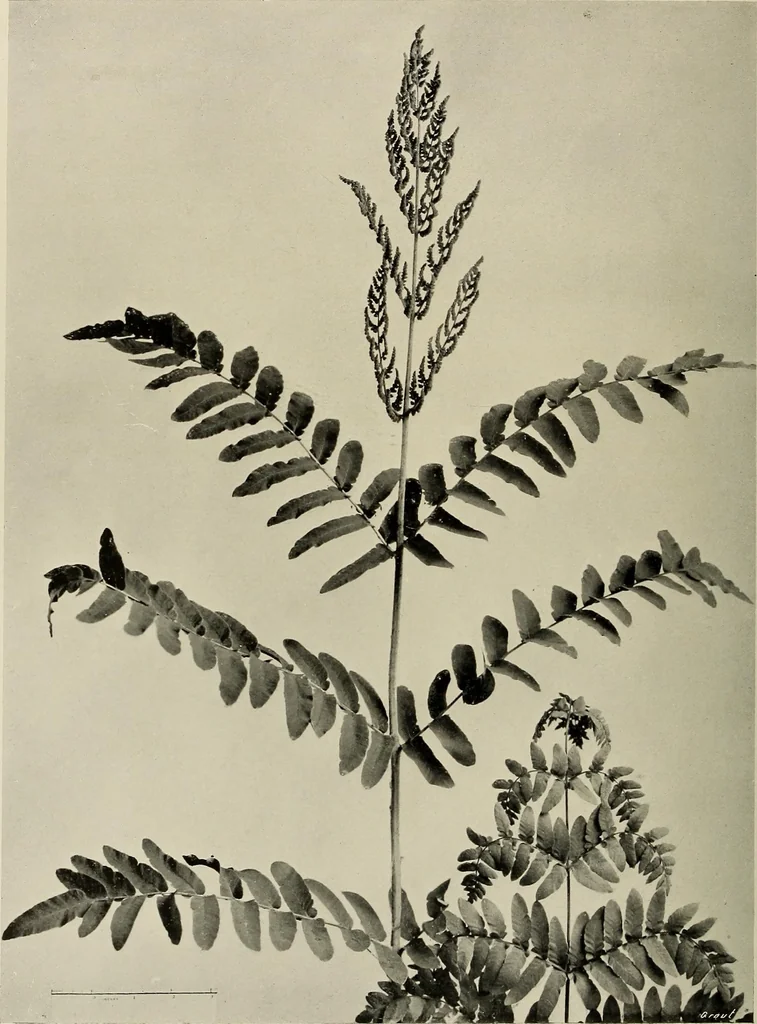 An illustration from Flowers and plants for designers and schools, 1907, leaf 208