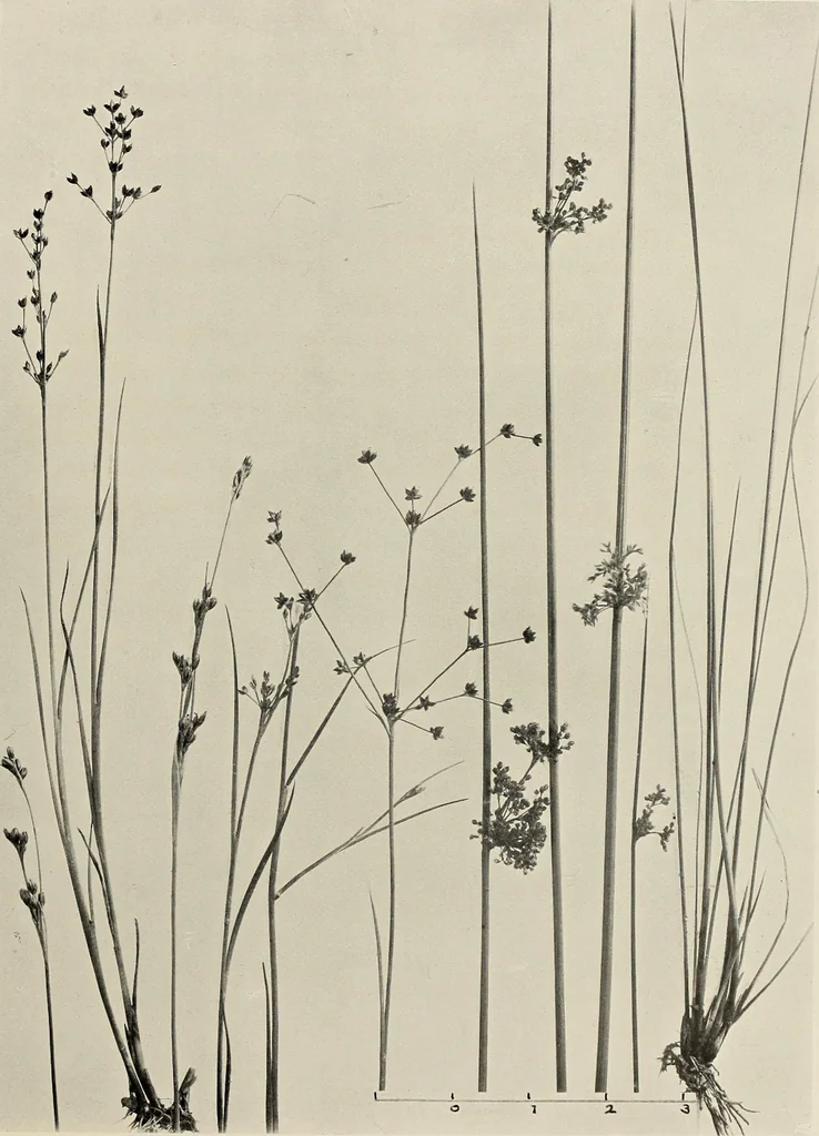 An illustration from Flowers and plants for designers and schools, 1907, leaf 211