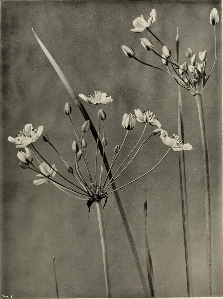 An illustration from Flowers and plants for designers and schools, 1907, leaf 213