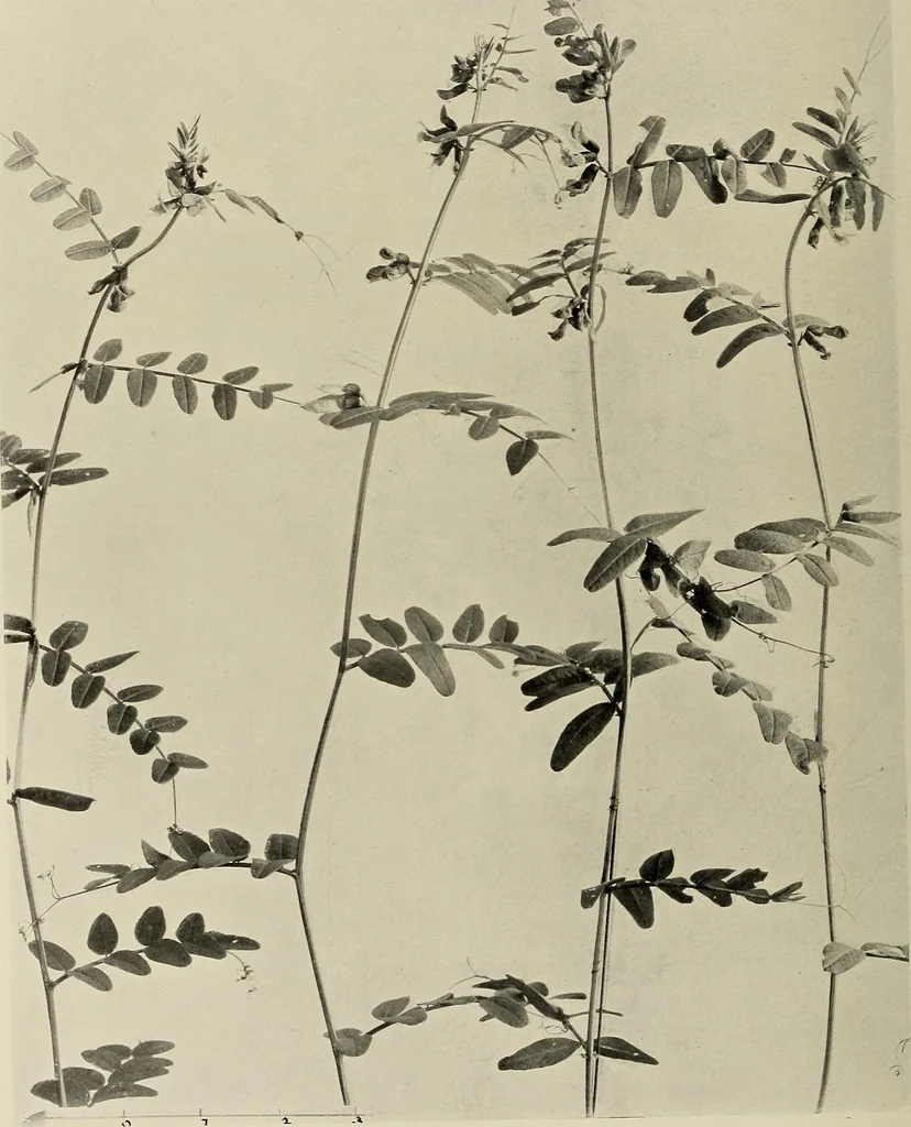 An illustration from Flowers and plants for designers and schools, 1907, leaf 216