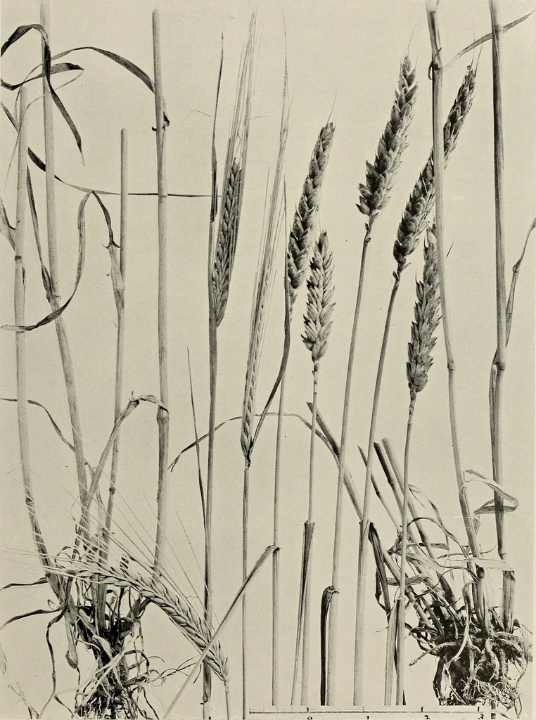 An illustration from Flowers and plants for designers and schools, 1907, leaf 219
