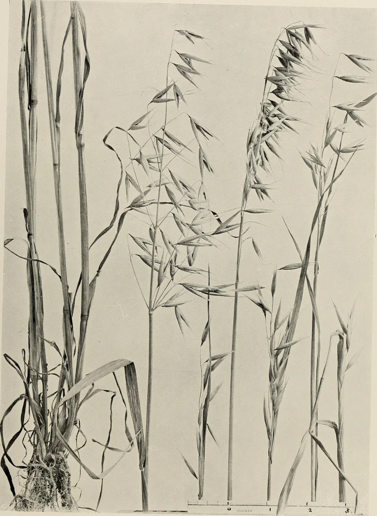 An illustration from Flowers and plants for designers and schools, 1907, leaf 221