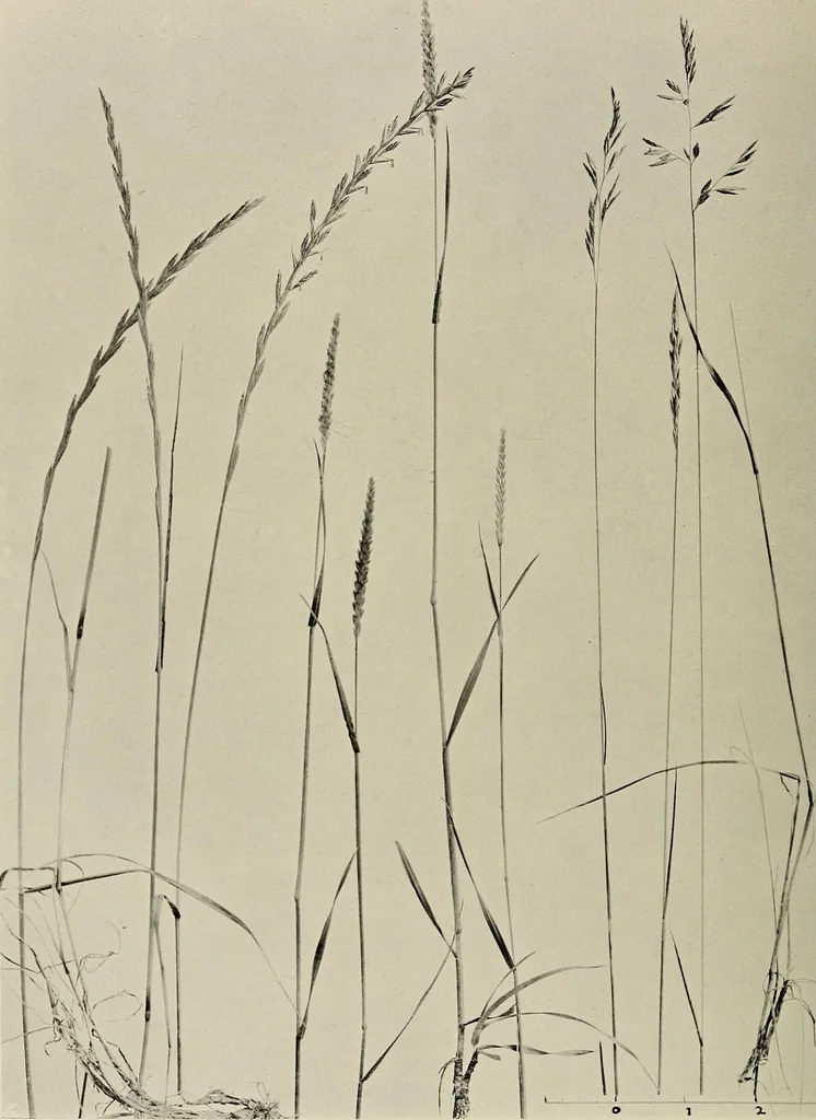An illustration from Flowers and plants for designers and schools, 1907, leaf 224