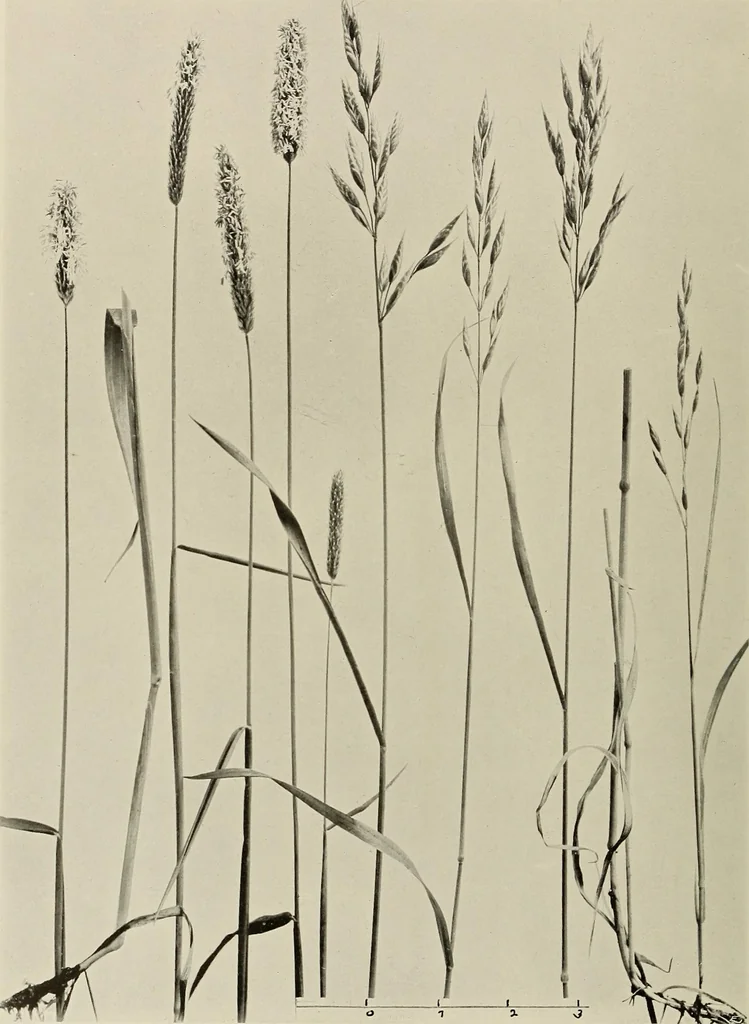An illustration from Flowers and plants for designers and schools, 1907, leaf 226