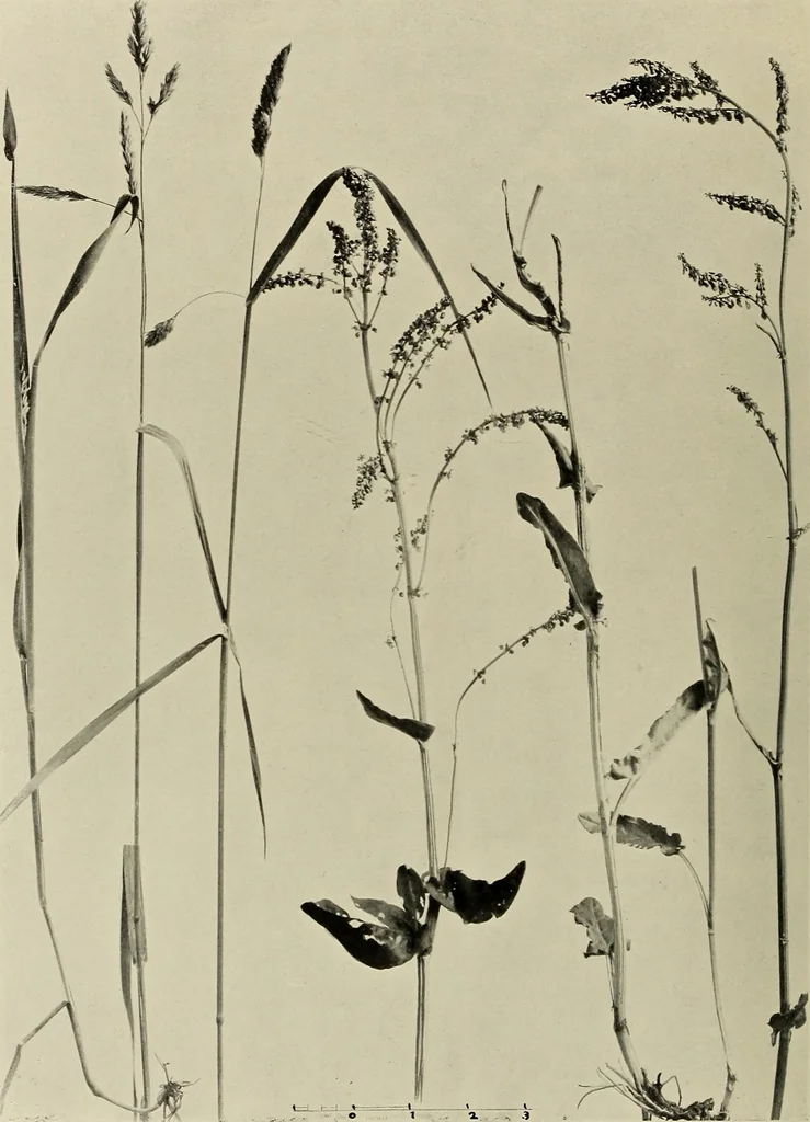An illustration from Flowers and plants for designers and schools, 1907, leaf 228