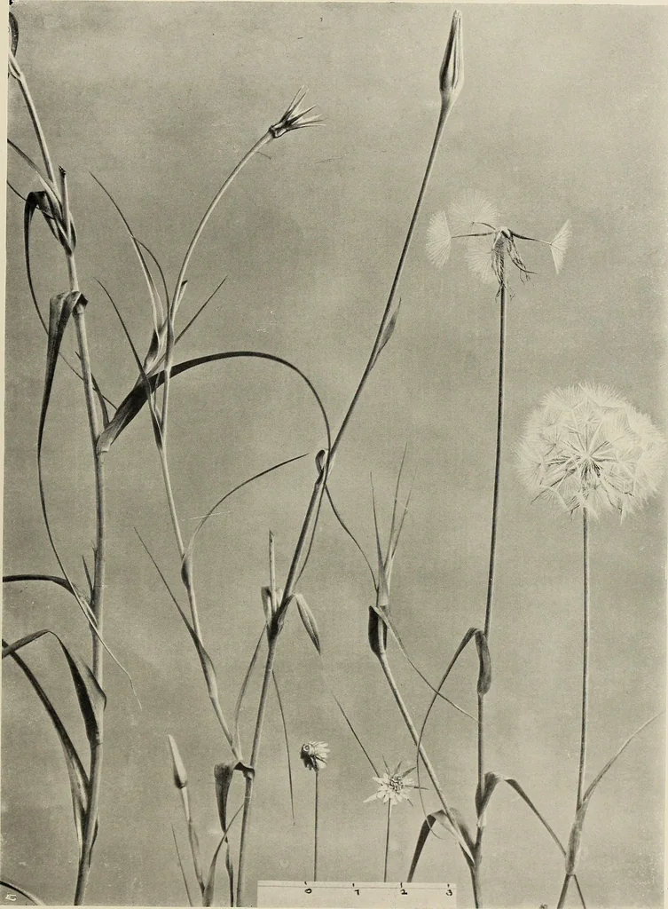 An illustration from Flowers and plants for designers and schools, 1907, leaf 231