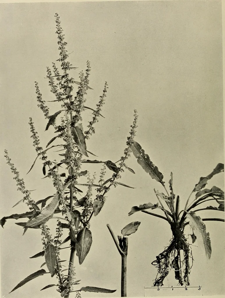 An illustration from Flowers and plants for designers and schools, 1907, leaf 234