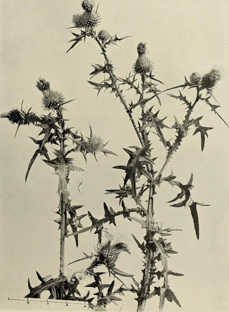 An illustration from Flowers and plants for designers and schools, 1907, leaf 237