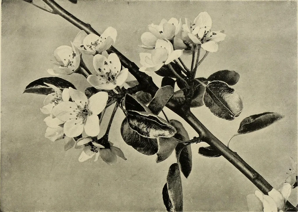 An illustration from Flowers and plants for designers and schools, 1907, leaf 25