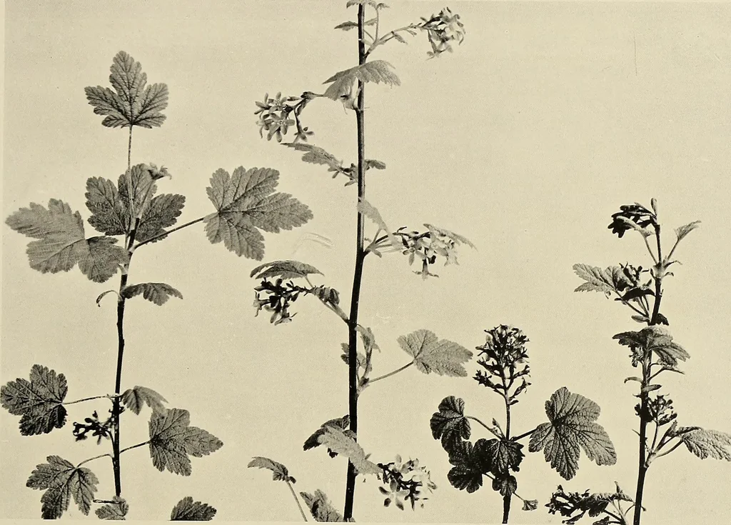 An illustration from Flowers and plants for designers and schools, 1907, leaf 29