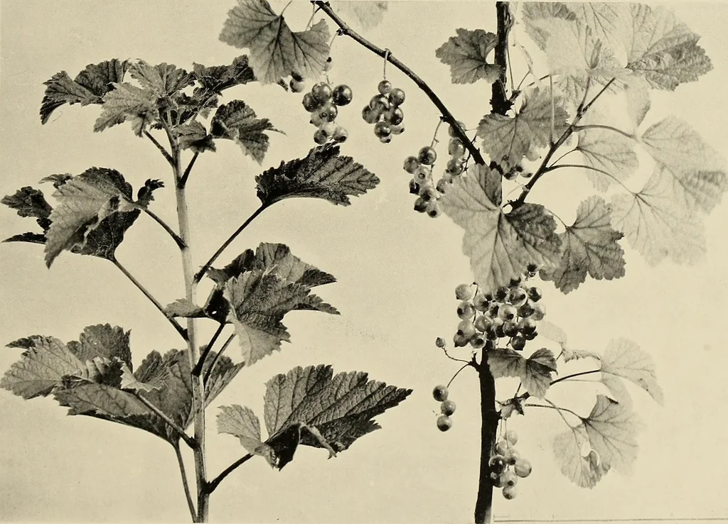 An illustration from Flowers and plants for designers and schools, 1907, leaf 29