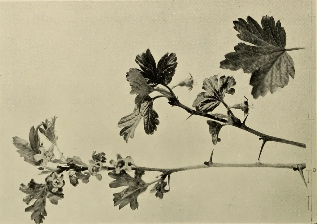 An illustration from Flowers and plants for designers and schools, 1907, leaf 32