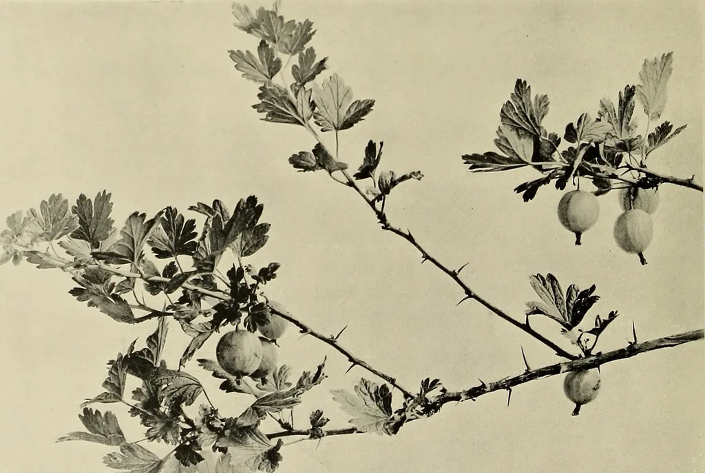 An illustration from Flowers and plants for designers and schools, 1907, leaf 32