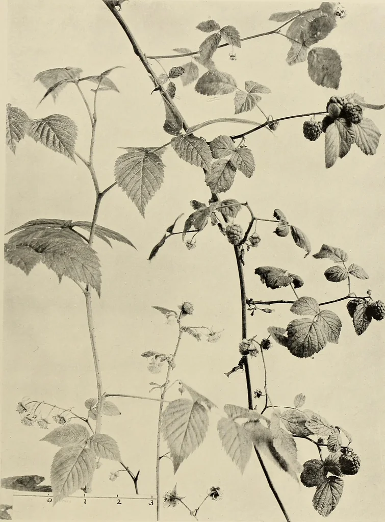 An illustration from Flowers and plants for designers and schools, 1907, leaf 35