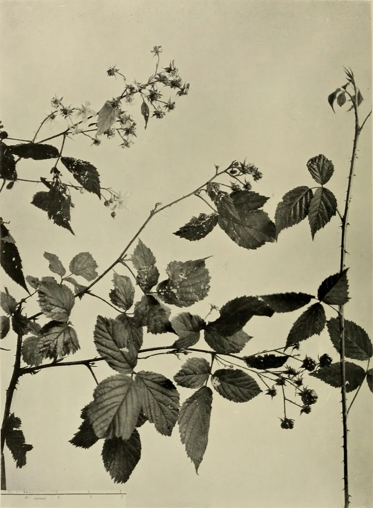 An illustration from Flowers and plants for designers and schools, 1907, leaf 38