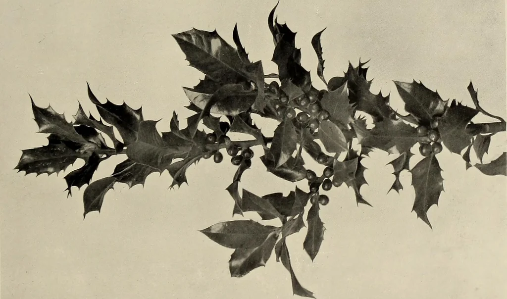 An illustration from Flowers and plants for designers and schools, 1907, leaf 41