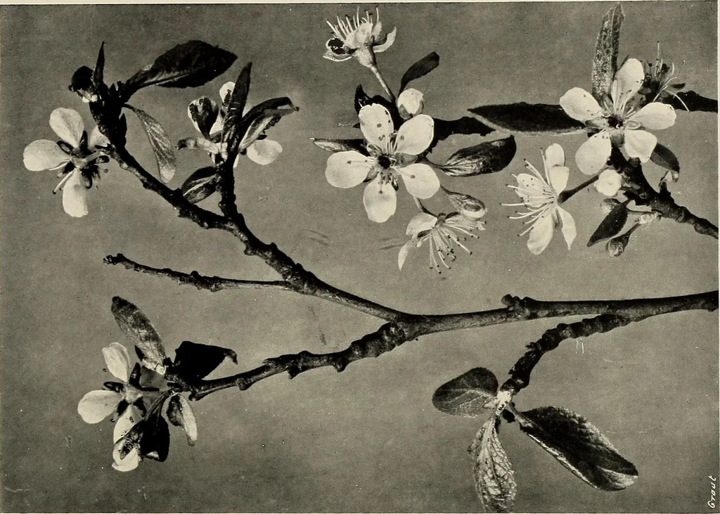 An illustration from Flowers and plants for designers and schools, 1907, leaf 41