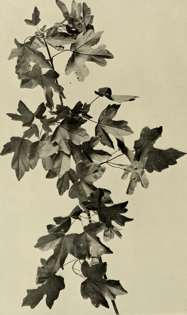 An illustration from Flowers and plants for designers and schools, 1907, leaf 44