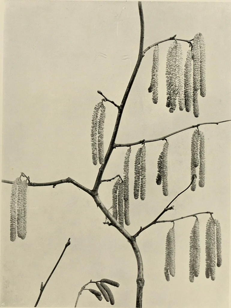 An illustration from Flowers and plants for designers and schools, 1907, leaf 47