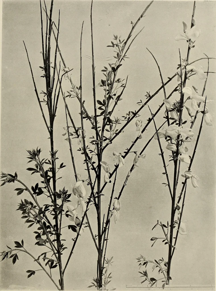 An illustration from Flowers and plants for designers and schools, 1907, leaf 53