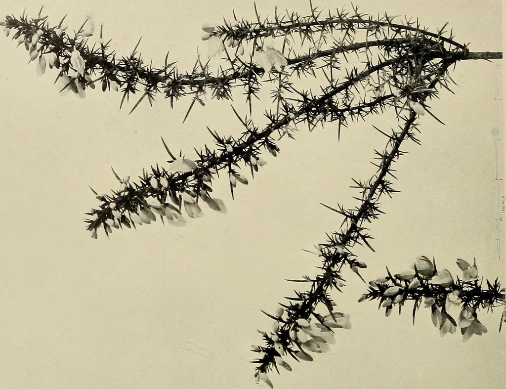 An illustration from Flowers and plants for designers and schools, 1907, leaf 56